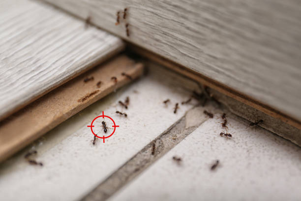 Best Termite Control Services  in Foxfire, NC