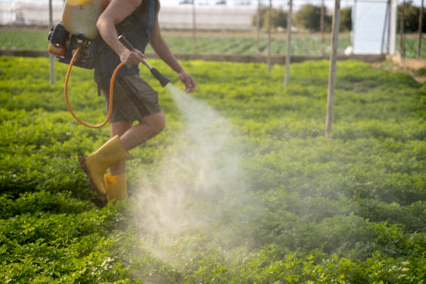 Best Pest Inspection Near Me  in Foxfire, NC