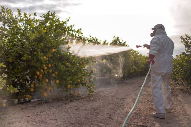 Best Bed Bug Extermination  in Foxfire, NC