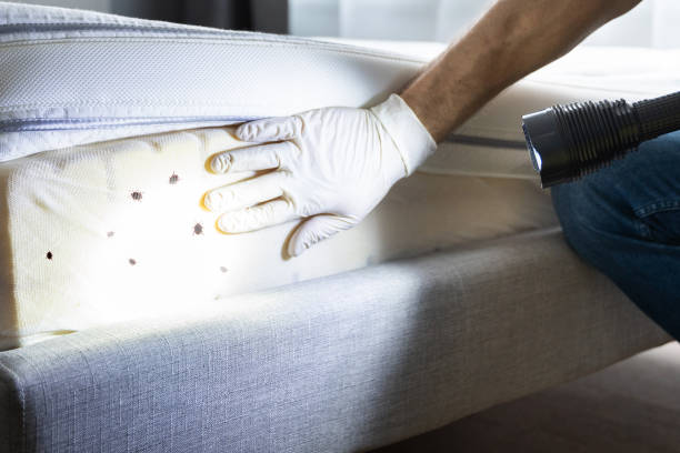 Best Local Pest Control Services  in Foxfire, NC