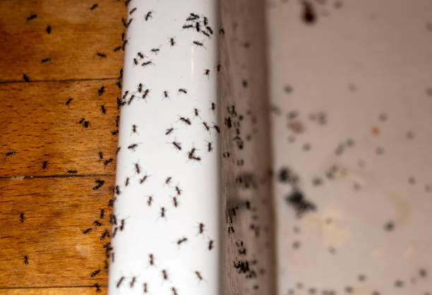 Best Flea Control Services  in Foxfire, NC