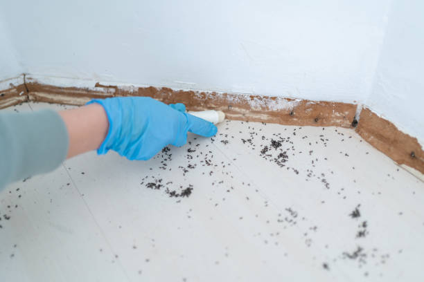 Best Pest Prevention Services  in Foxfire, NC